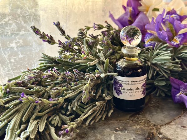 Lavender Absolute Oil India