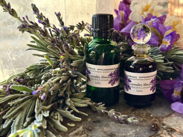 Lavender Absolute Oil India - Image 7