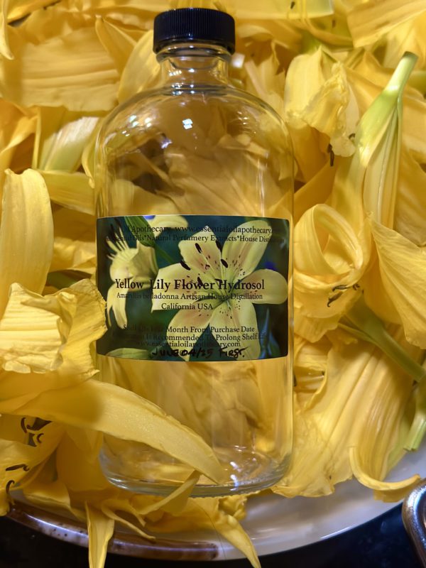 Lily Yellow Hydrosol California
