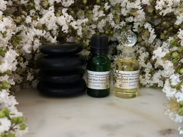 Ledum Greenland Moss Essential Oil Canada - Image 4